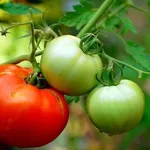 Pomodoro_O1