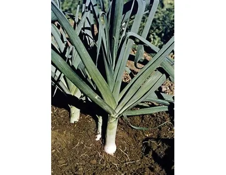 porro in terra