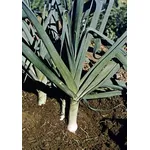 porro in terra