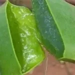 Gel-Aloe-Vera