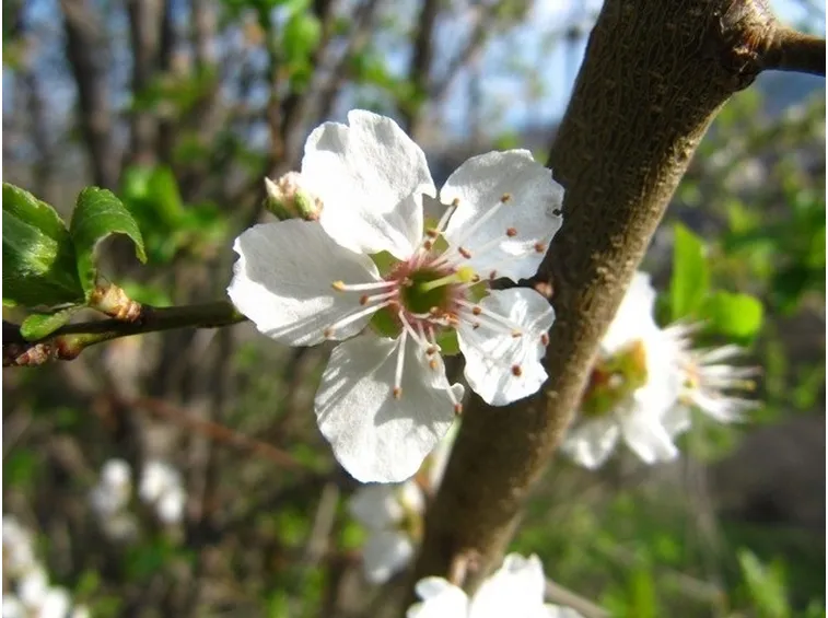 prugnolo fiore