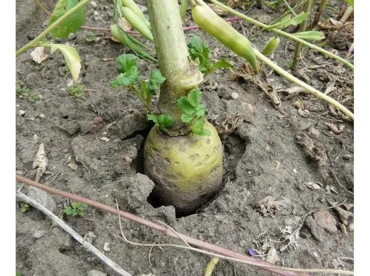 ramolaccio piantato a terra