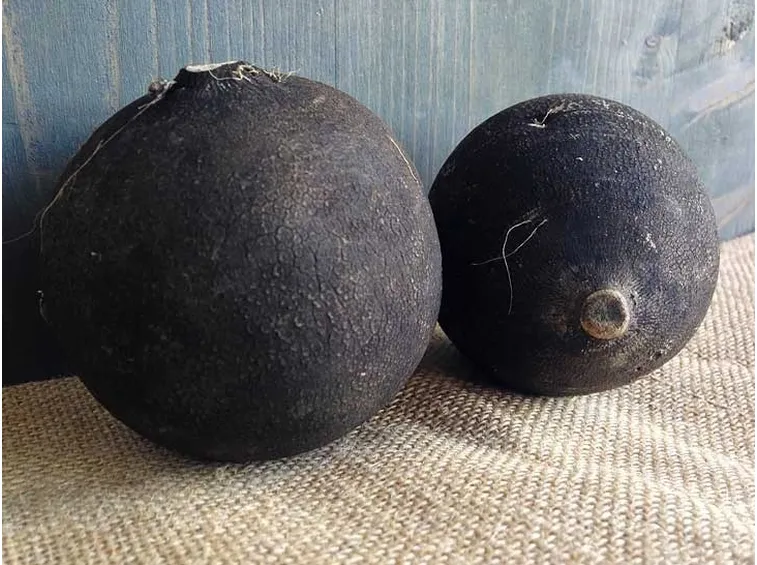 ramolaccio nero su un tavolo