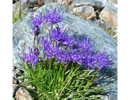 Phyteuma hemispahaericum
