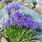 Phyteuma hemispahaericum