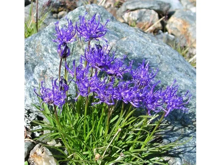 Phyteuma hemispahaericum