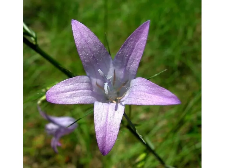 raperonzolo particolare del fiore