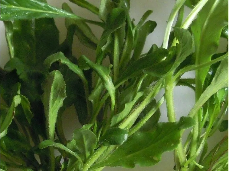 foglie di raperonzolo per il decotto