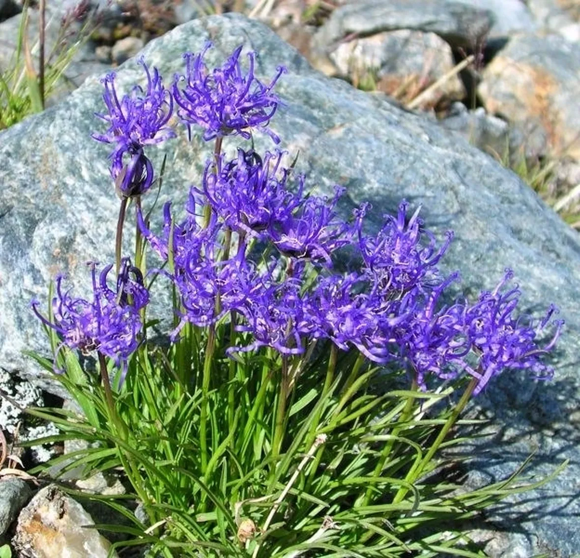 Phyteuma hemispahaericum