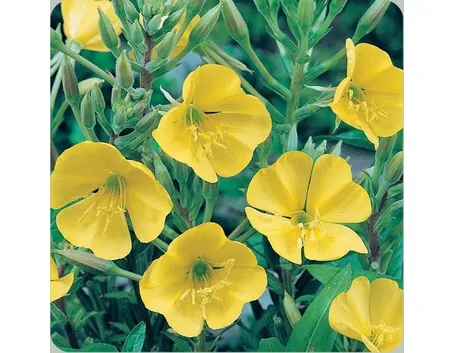 fiori di rapunzia