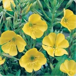 fiori di rapunzia