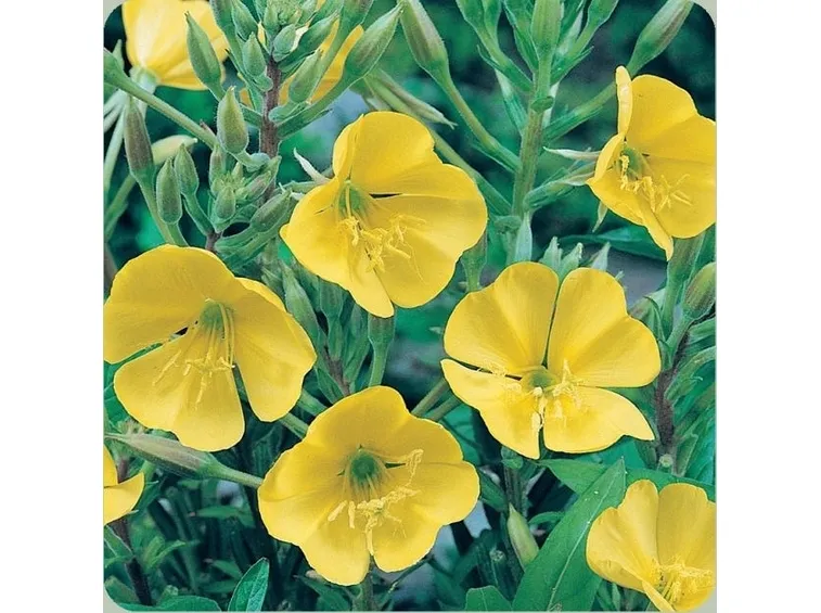 fiori di rapunzia