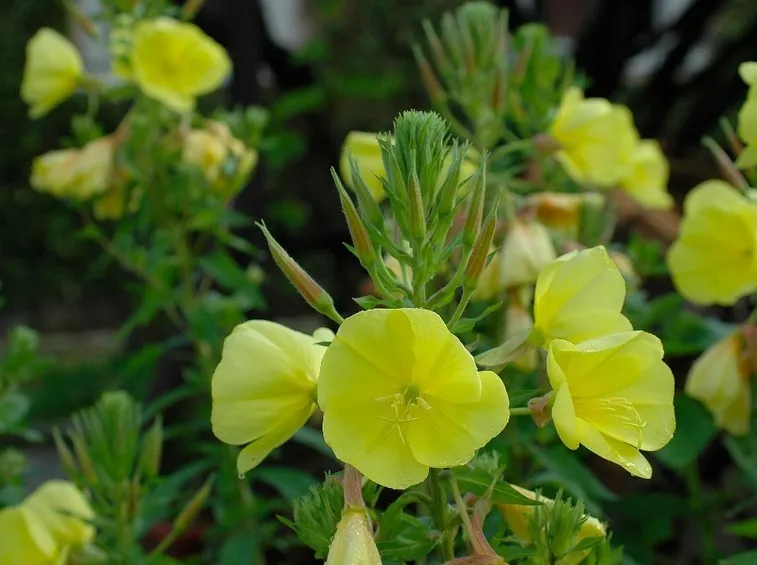rapunzia particolare fiori