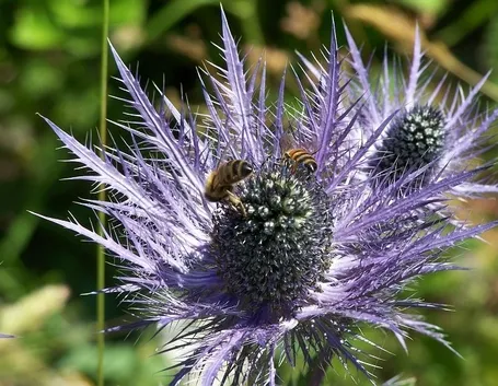 I caratteristici fiori della Regina delle Alpi