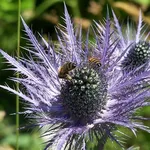 I caratteristici fiori della Regina delle Alpi
