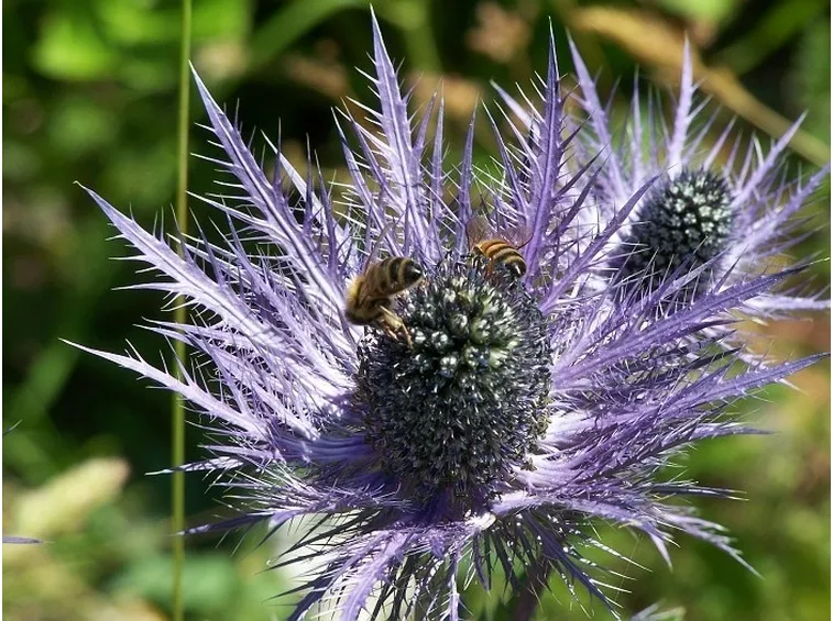I caratteristici fiori della Regina delle Alpi