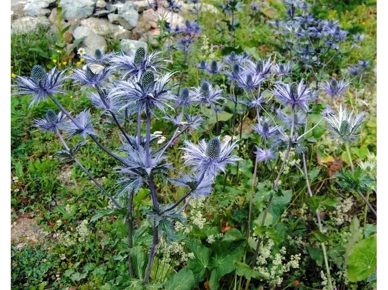 Suggestiva immagine della Regina delle Alpi fiorita