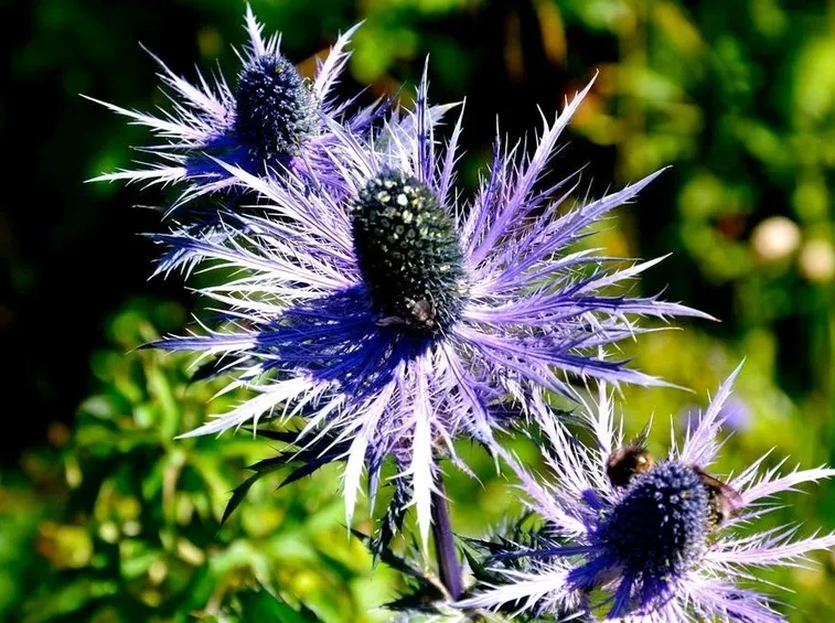 Dettagli dei fiori della Regina delle Alpi
