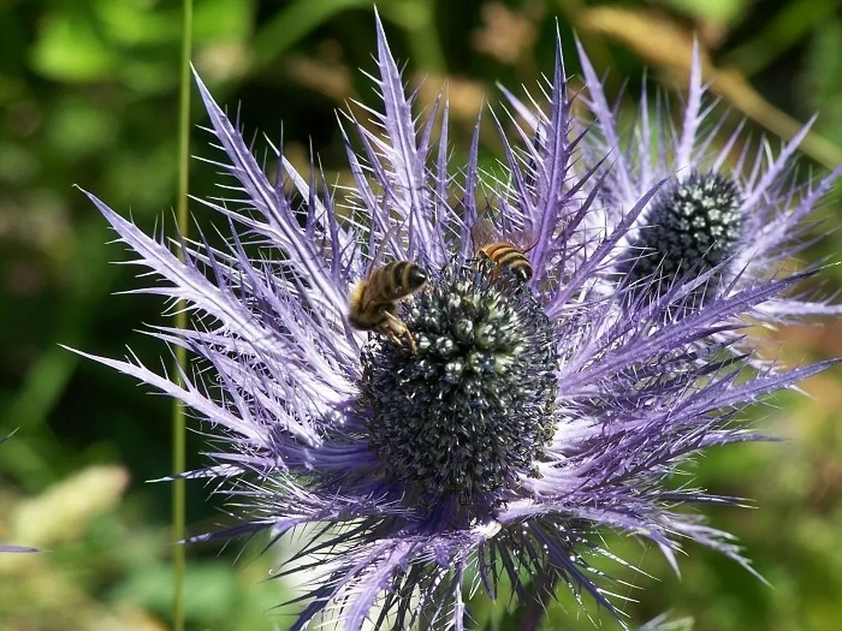 I caratteristici fiori della Regina delle Alpi