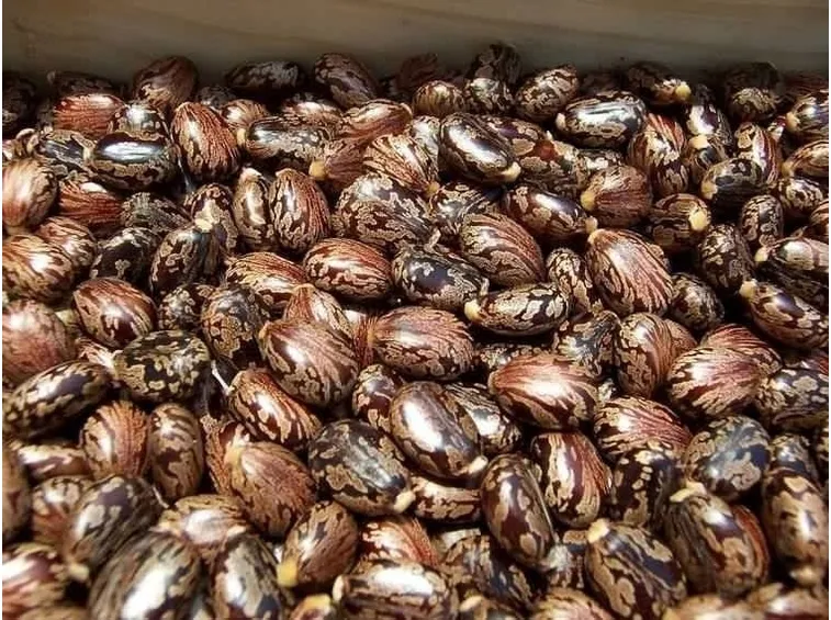 Semi di ricino