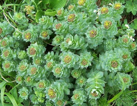 Il fiore della Rodiola
