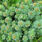 Il fiore della Rodiola