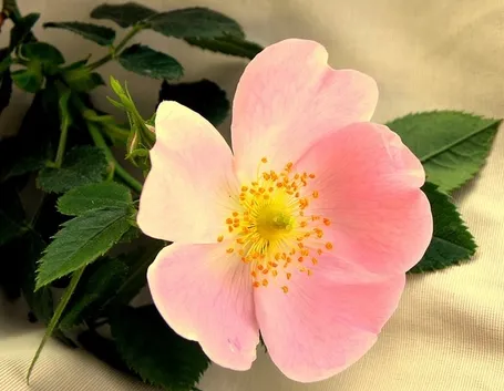 fiore rosa selvatica
