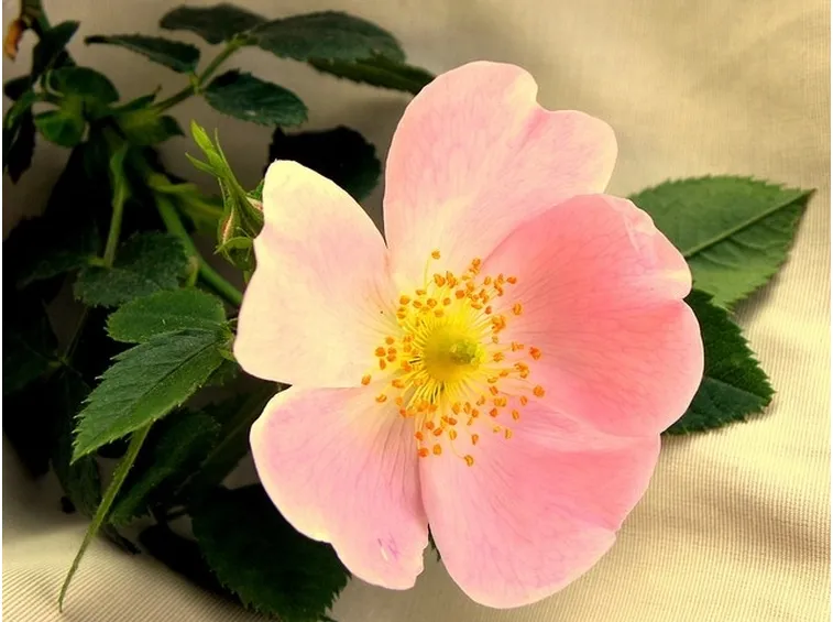 fiore rosa selvatica