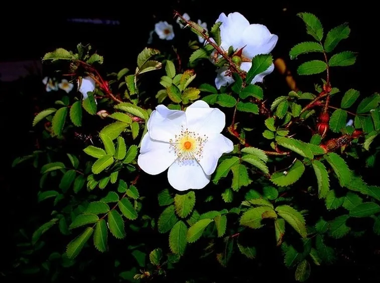 rosa selvatica
