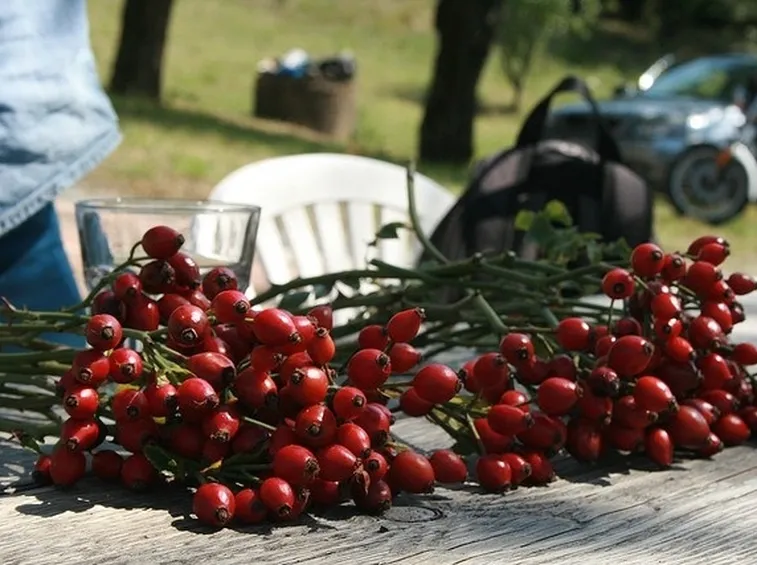 frutti di rosa selvatica