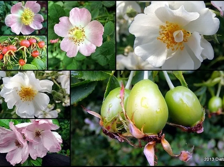 fiori e frutti rosa selvatica