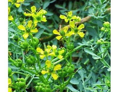 fiori ruta