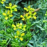 fiori ruta
