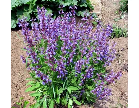 salvia in fiore