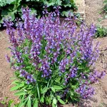 salvia in fiore