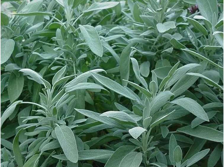 foglie di salvia