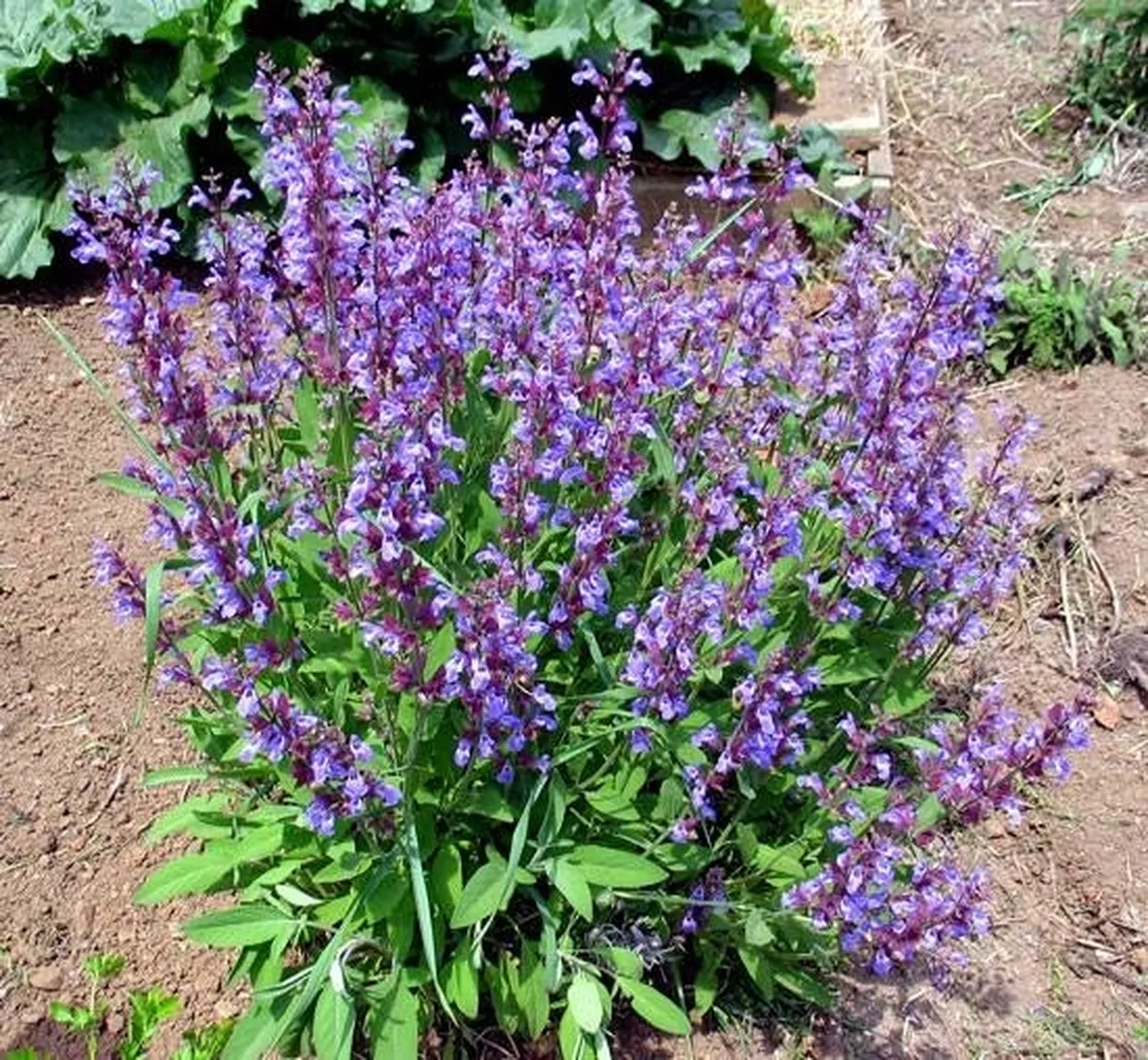 salvia in fiore