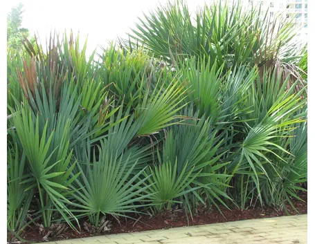 serenoa repens pianta