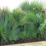 serenoa repens pianta