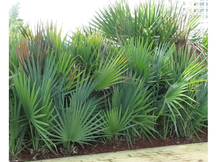 serenoa repens pianta