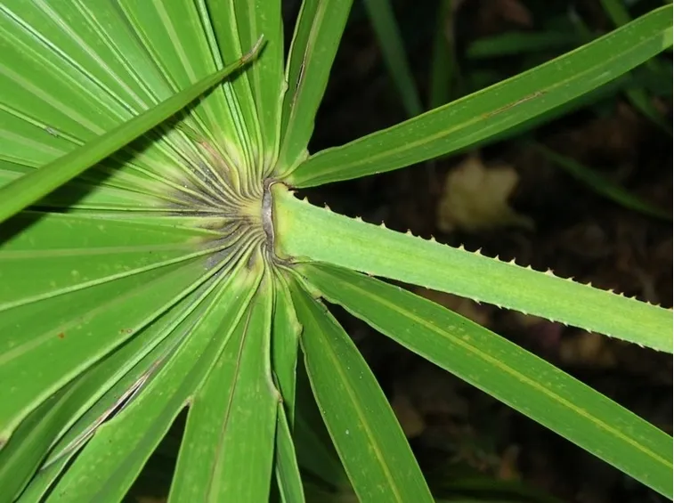serenoa repens particolare