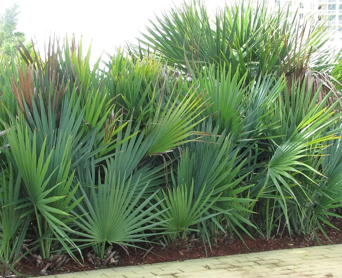 serenoa repens pianta