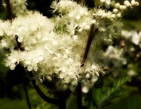 spirea ulmaria