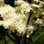 spirea ulmaria