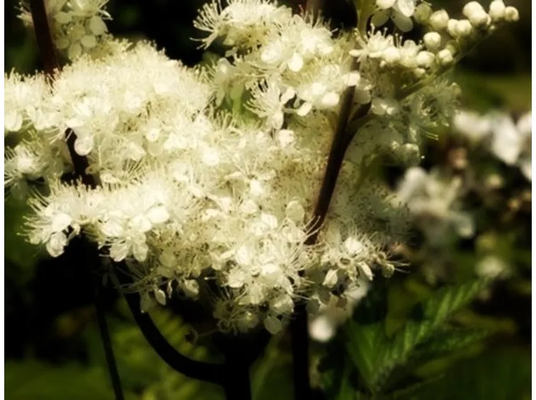 spirea ulmaria