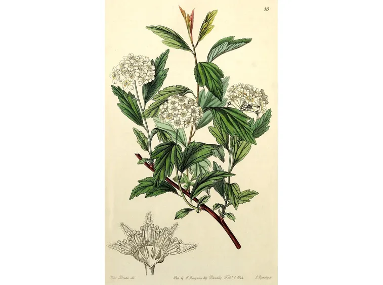 spirea ulmaria illustrazione