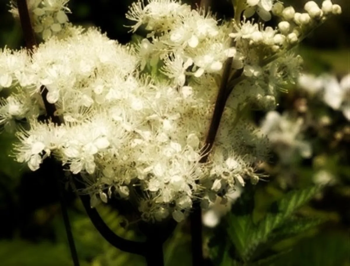 spirea ulmaria