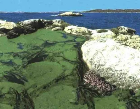 La spirulina nel suo ambiente naturale