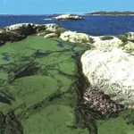 La spirulina nel suo ambiente naturale