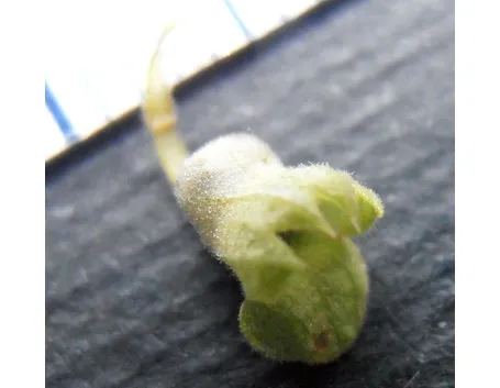 teucrio particolare